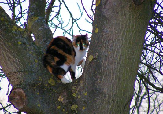 2011-01-emc-Gina ist oben am Baum, aber...