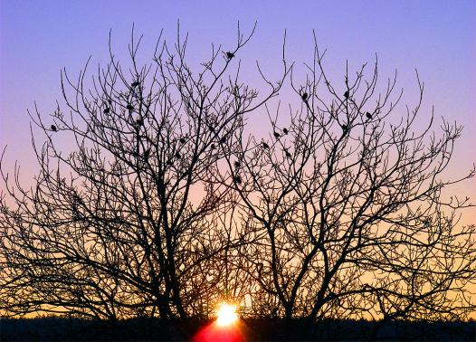 2011-01-fef-Sonnenuntergang - Odenwald