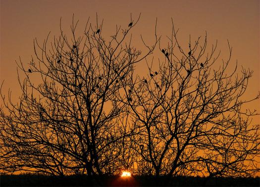 2011-01-fefa-Sonnenuntergang - Odenwald