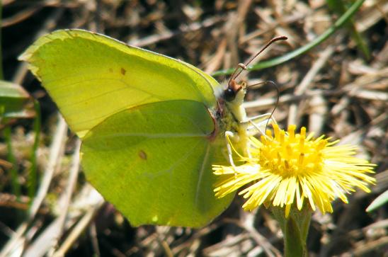 2011-04-bg-Zitronenfalter auf Huflattich - Odenwald