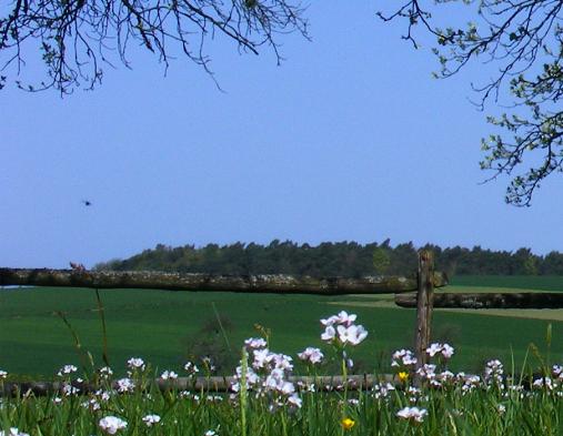 2011-04-dcaa-Insekten-Ufoeffekt im Nahbereich der Kamera