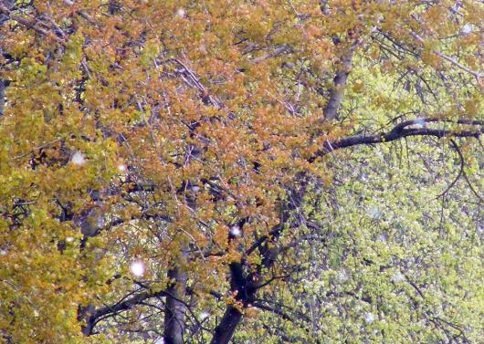 2011-04-epc-Flugsamen-ORB-Effekt - Odenwald