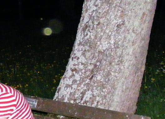 2011-04-fefea-Orbeffekt durch Blitz-Aufnahme von Blu00fctenpollen in der Nacht