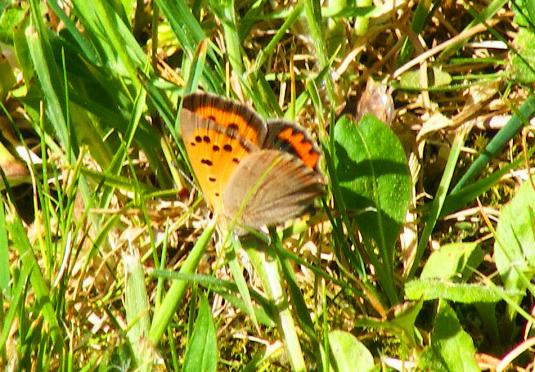 2011-04-feo-Kleiner Feuerfalter - Odenwald