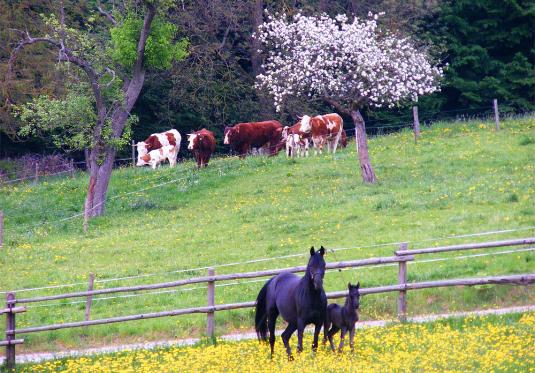 2011-04-fezr-Hengst-Fohlen - 3 Tage alt