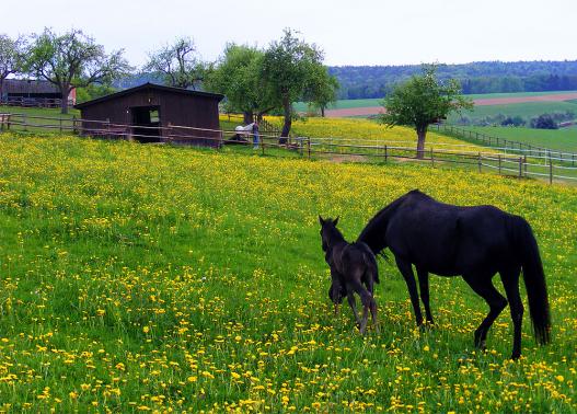 2011-04-fezrm-Hengst-Fohlen - 3 Tage alt