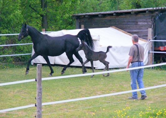 2011-04-fezrp-Hengst-Fohlen - 3 Tage alt