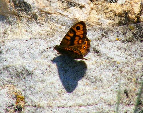 2011-04-ffar-Braunauge - Rhön