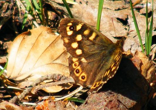 2011-04-gd-Waldbrettspiel - Odenwald