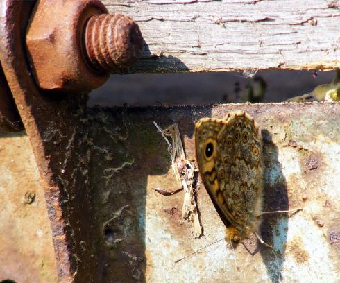 2011-04-gma-Braunauge - Odenwald