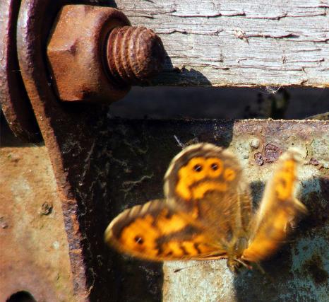 2011-04-gmb-Braunauge bei Abflug - Odenwald