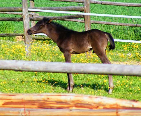 2011-05-cbc-Hengst-Fohlen