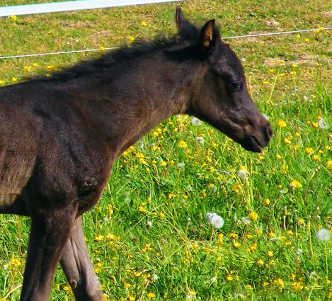 2011-05-cbcc-Hengst-Fohlen