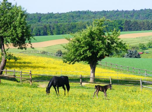 2011-05-cbcd-Hengst-Fohlen