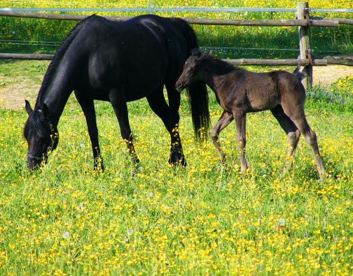 2011-05-cbcf-Hengst-Fohlen