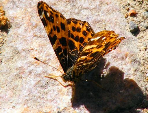 2011-05-ccha-Landkärtchen