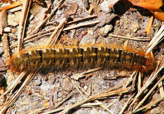 2011-05-cn-Schmetterlings-Raupe