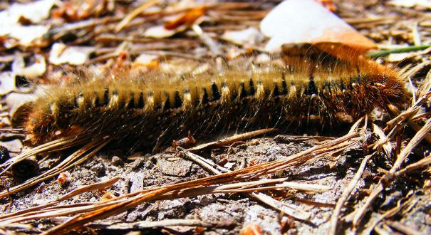 2011-05-cnb-Schmetterlings-Raupe