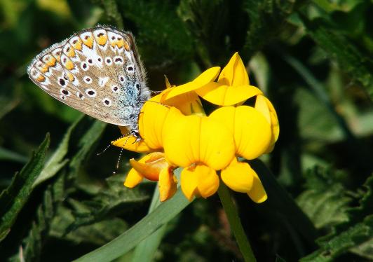 2011-05-dfk-Bläuling - Odenwald