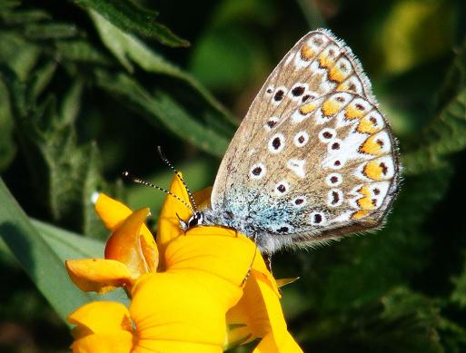 2011-05-dfkaa-Bläuling - Odenwald