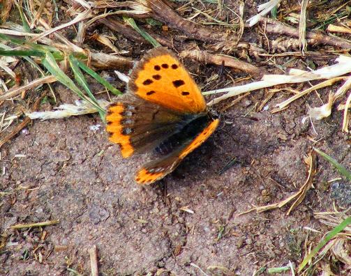 2011-05-dh-Dukatenfalter -  Odenwald