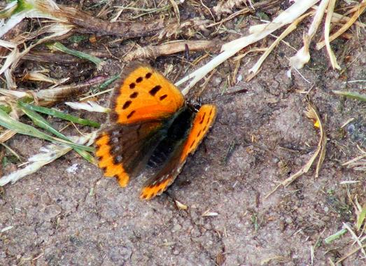 2011-05-dha-Dukatenfalter -  Odenwald