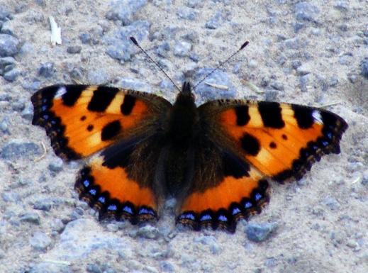 2011-05-dj-Kleiner Fuchs - Odenwald