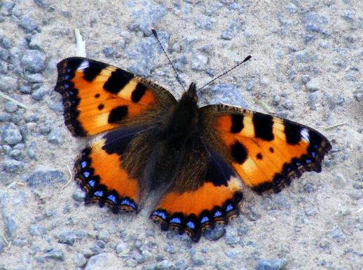 2011-05-dja-Kleiner Fuchs - Odenwald