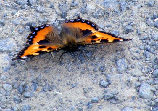 2011-05-djb-Kleiner Fuchs - Odenwald