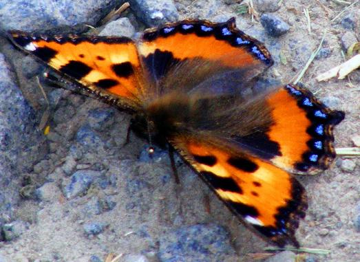 2011-05-djc-Kleiner Fuchs - Odenwald