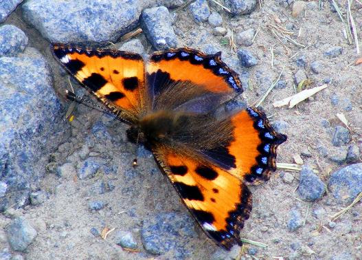 2011-05-djd-Kleiner Fuchs - Odenwald