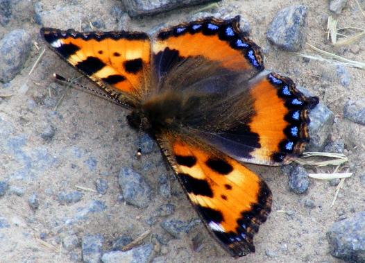 2011-05-djda-Kleiner Fuchs - Odenwald