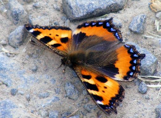 2011-05-djdb-Kleiner Fuchs - Odenwald