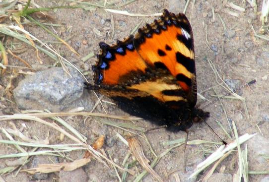 2011-05-djdc-Kleiner Fuchs - Odenwald