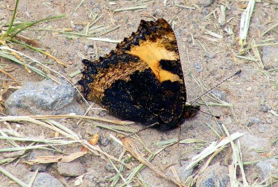 2011-05-djdd-Kleiner Fuchs - Odenwald