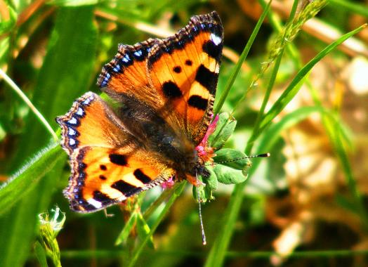 2011-05-gd-Kleiner Fuchs