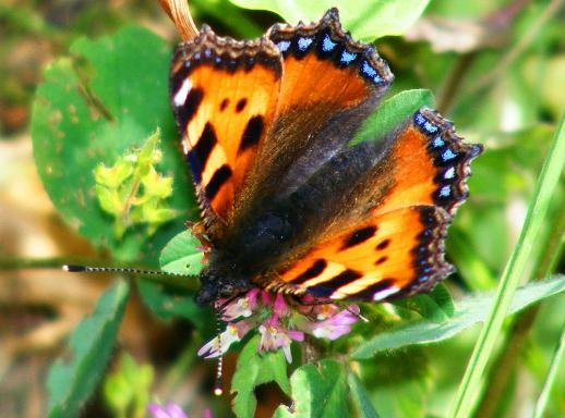 2011-05-gdb-Kleiner Fuchs