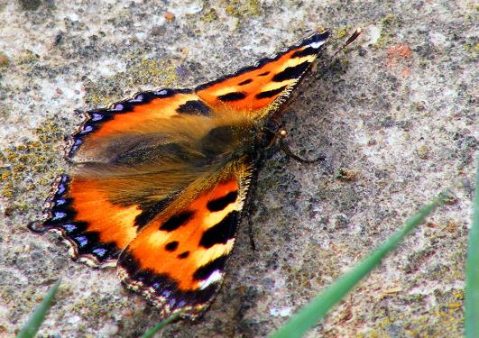 2011-05-gdd-Kleiner Fuchs