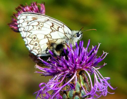 2011-06-afg-Damenbrett und Sandbiene