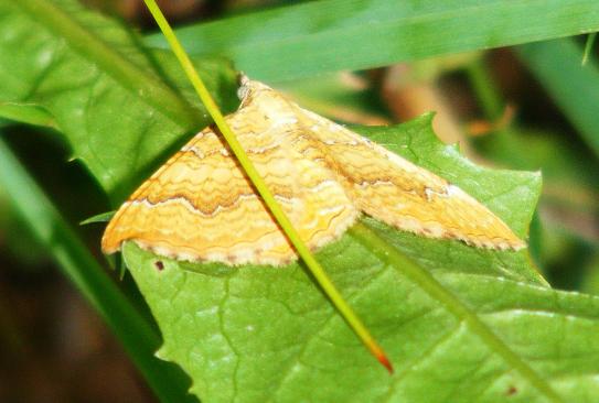 2011-06-ba-Spanner - Odenwald