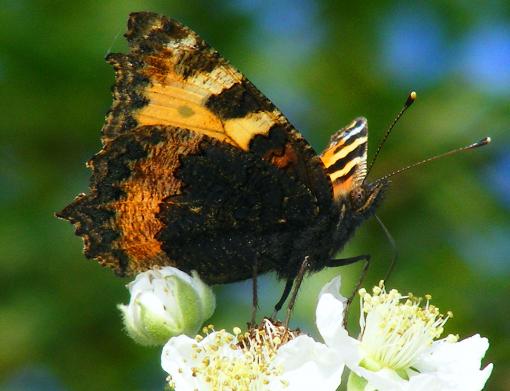 2011-06-bfaa-Kleiner Fuchs