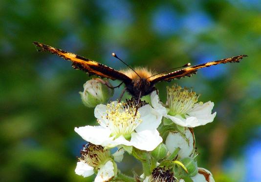 2011-06-bfab-Kleiner Fuchs