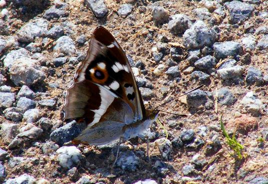 2011-06-bfd-Großer Schillerfalter - Odenwald