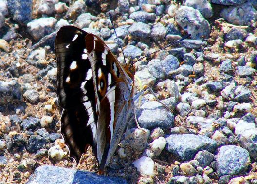 2011-06-bfdb-Großer Schillerfalter - Odenwald