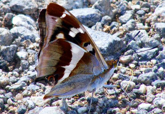 2011-06-bfdc-Großer Schillerfalter - Odenwald