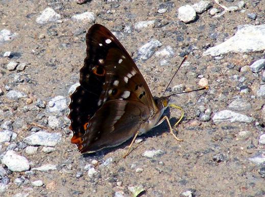 2011-06-cbh-Großer Schillerfalter - Odenwald