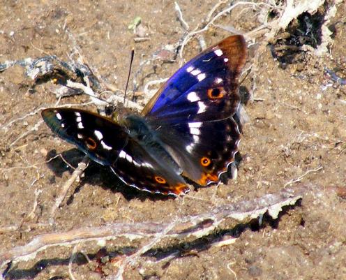 2011-06-cbhb-Großer Schillerfalter - Odenwald