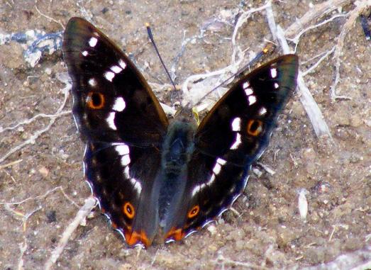 2011-06-cbhc-Großer Schillerfalter - Odenwald