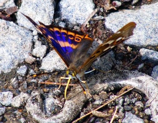 2011-06-cbhg-Großer Schillerfalter - Odenwald