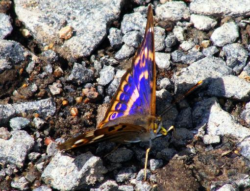 2011-06-cbhh-Großer Schillerfalter - Odenwald